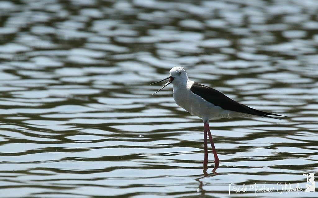 Black-winged Stilt