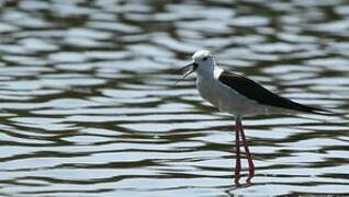 Black-winged Stilt