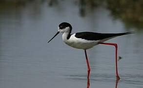 Black-winged Stilt