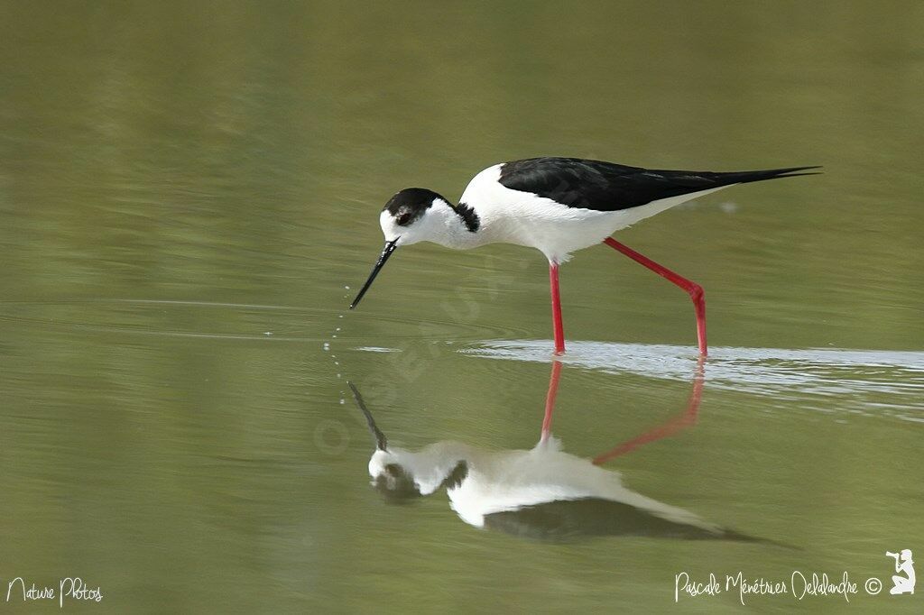 Black-winged Stilt