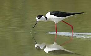 Black-winged Stilt