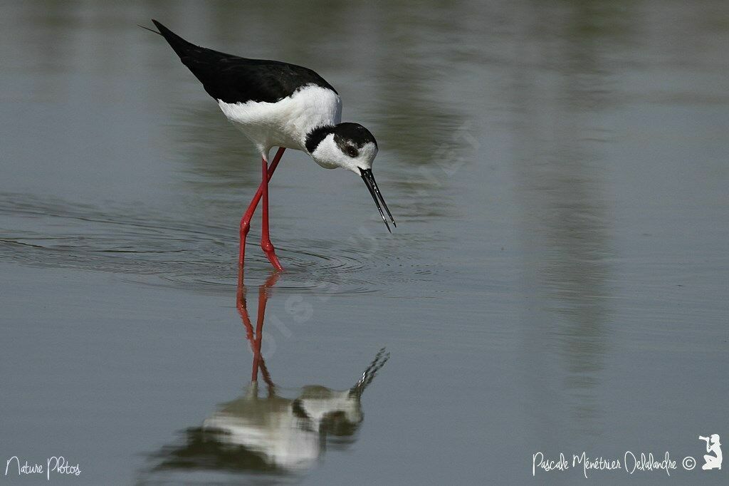 Black-winged Stilt