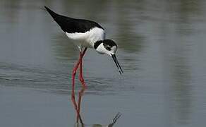 Black-winged Stilt