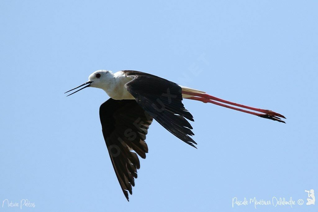 Échasse blanche