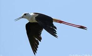 Black-winged Stilt