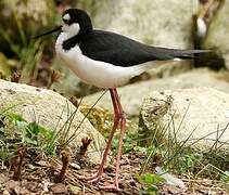 Black-necked Stilt