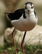 Black-necked Stilt