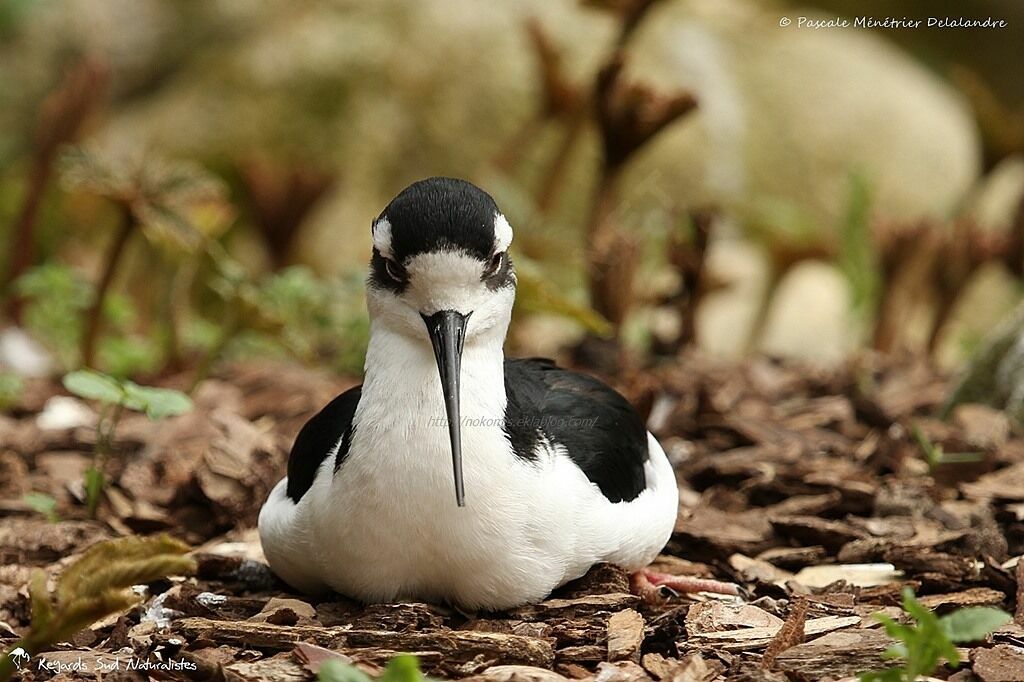 Black-necked Stilt