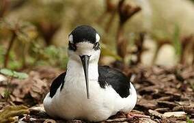 Black-necked Stilt