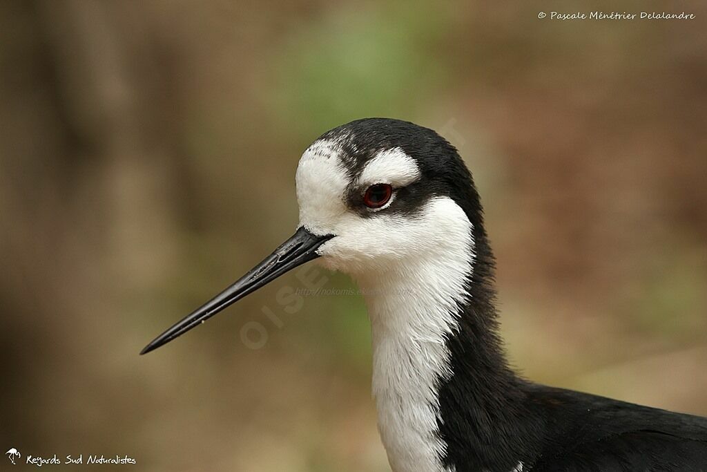 Black-necked Stilt