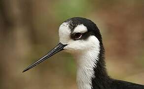 Black-necked Stilt