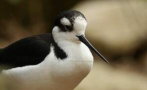 Black-necked Stilt