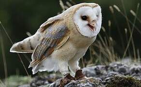 Western Barn Owl