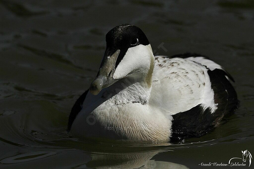 Eider à duvet