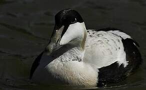 Eider à duvet