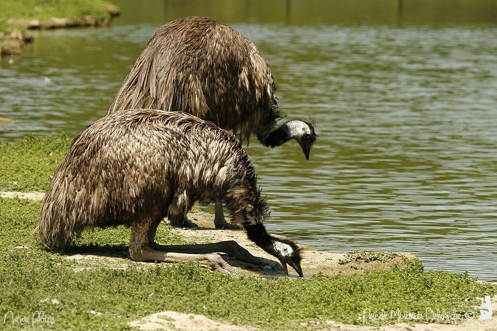 Emu