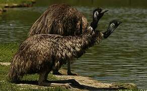 Emu