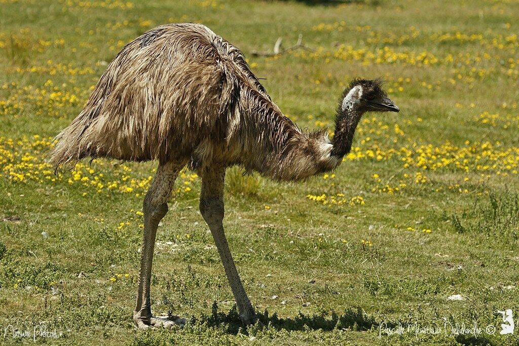 Emu