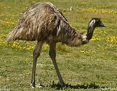 Emu