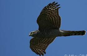 Eurasian Sparrowhawk