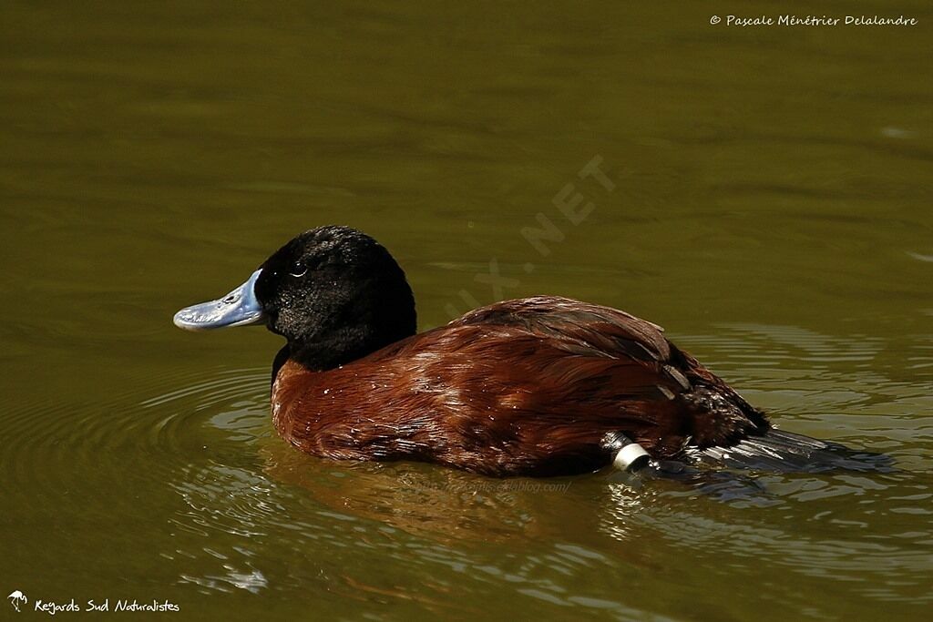 Lake Duck