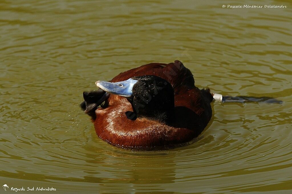 Lake Duck