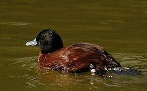 Lake Duck