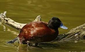 Lake Duck