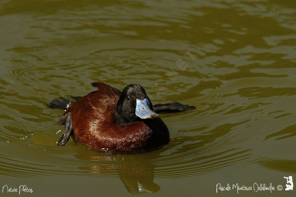 Lake Duck