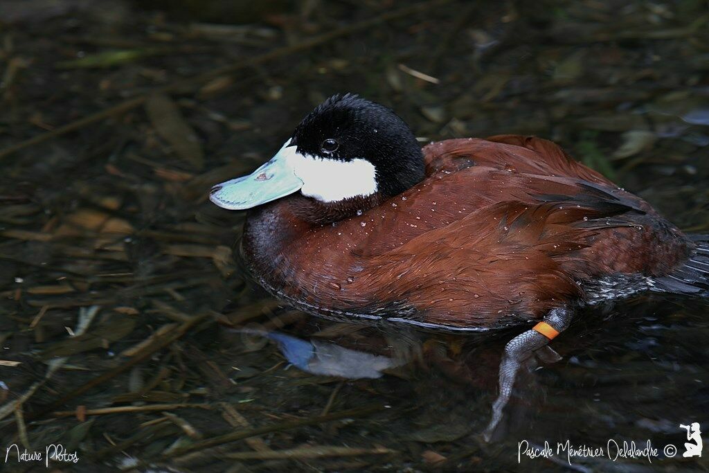 Ruddy Duck