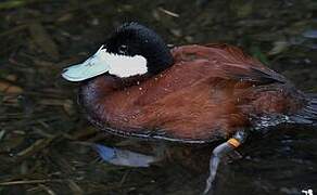 Ruddy Duck