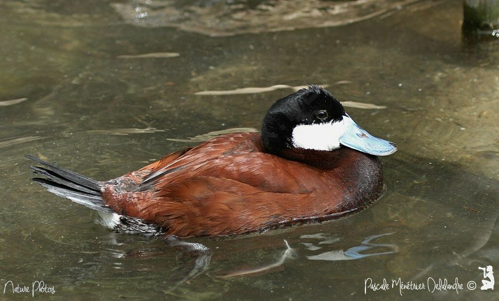 Ruddy Duck