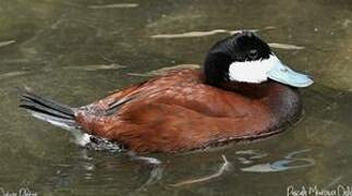 Ruddy Duck