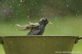 Common Starling