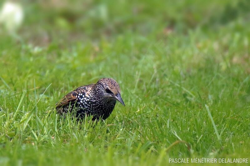 Common Starling