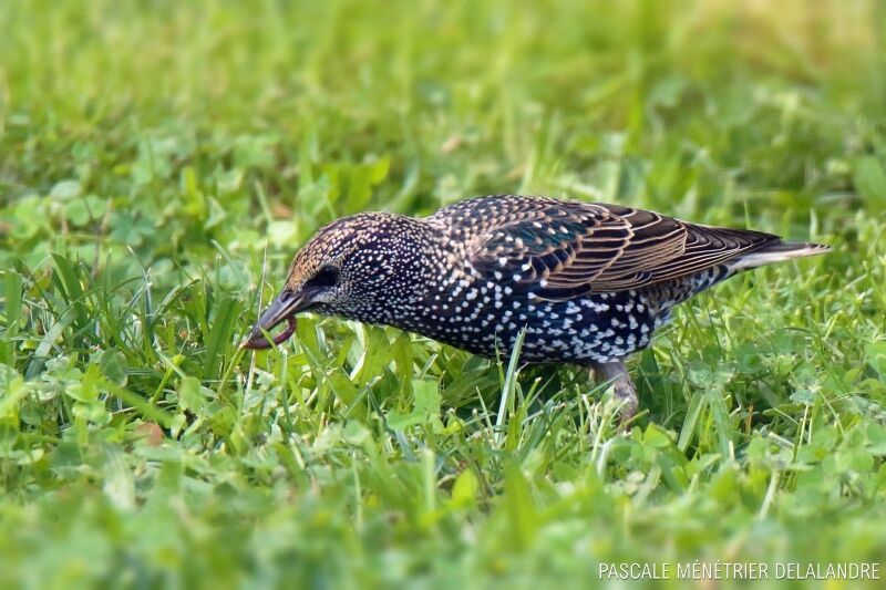 Common Starling