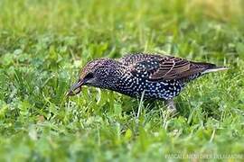 Common Starling