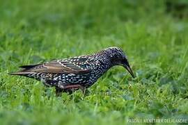 Common Starling