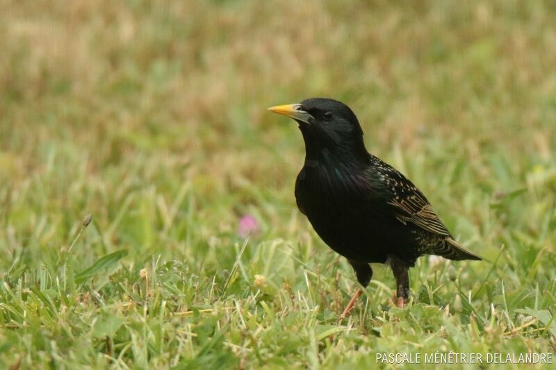 Common Starlingadult breeding