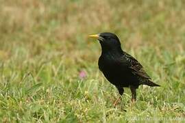 Common Starling