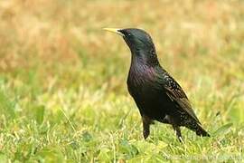 Common Starling