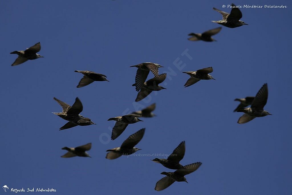 Common Starling