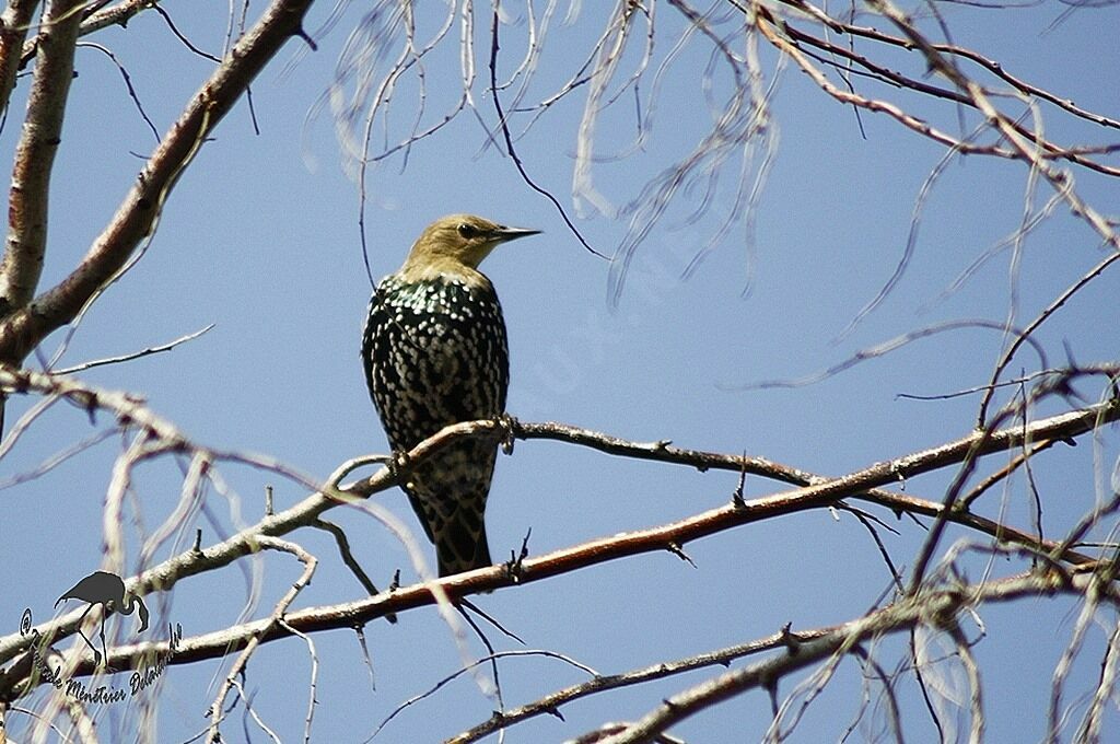 Common Starling