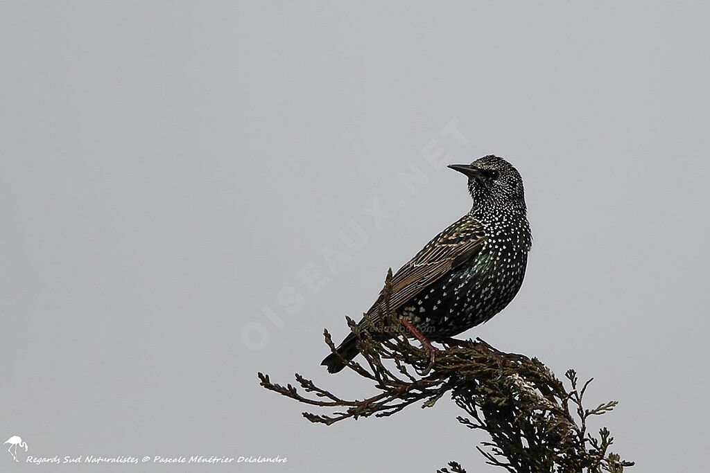 Common Starling