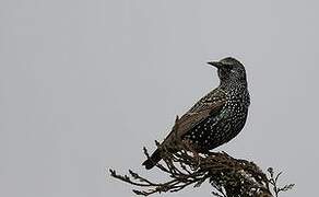 Common Starling