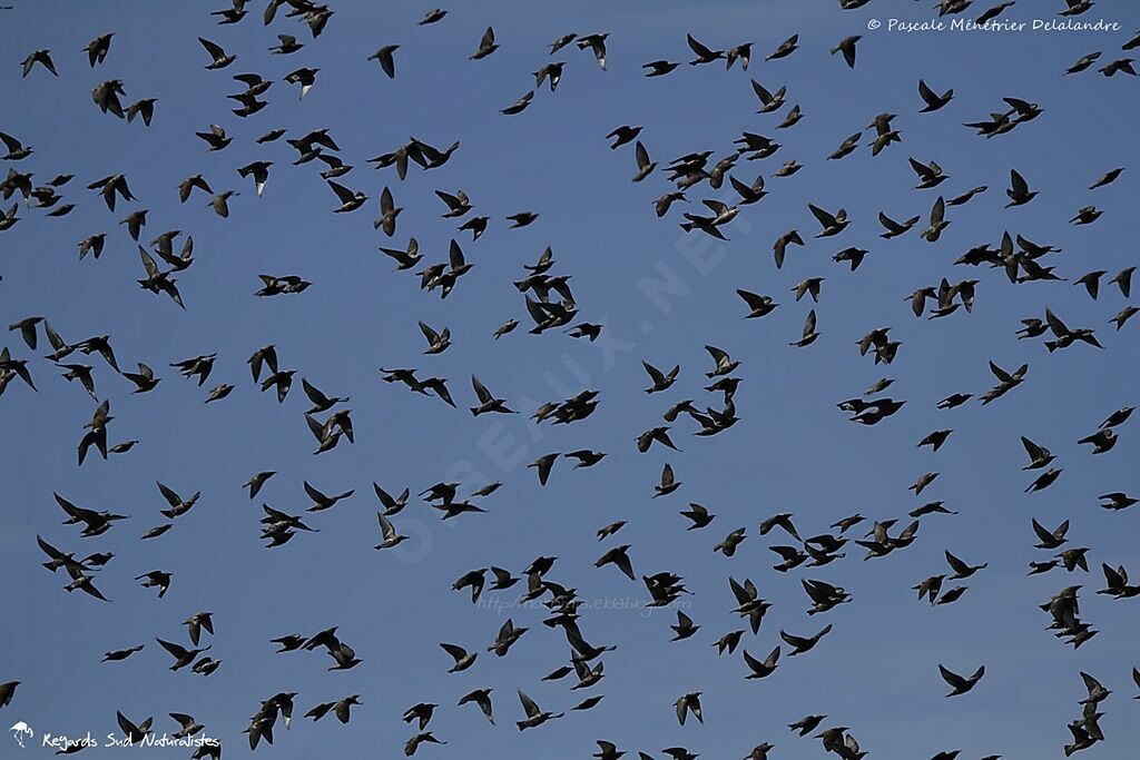 Common Starling