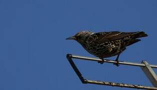 Common Starling