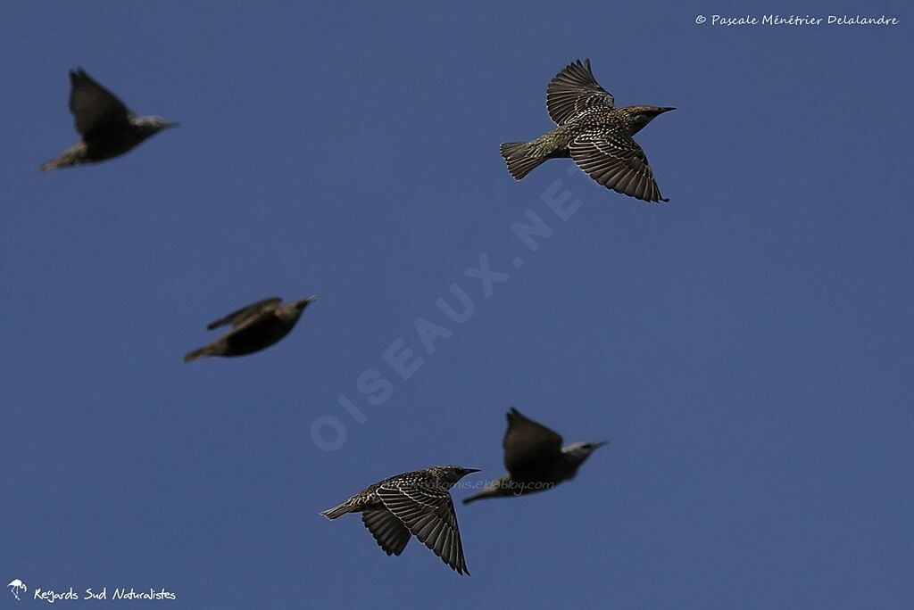 Common Starling