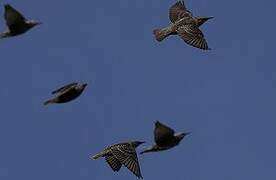 Common Starling