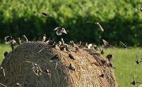 Common Starling